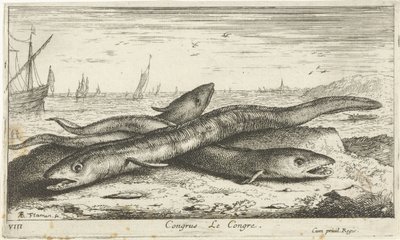 Drie zeepalingen op het strand door Albert Flamen