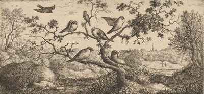 Ficedula, Piuoyne De Goudvink: Boek van Vogels door Albert Flamen