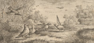Garrulus, Gey De Gaai: Livre d