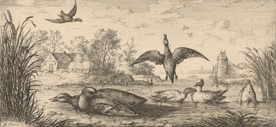 Querquedula, Cercelle De Wintertaling: Livre d