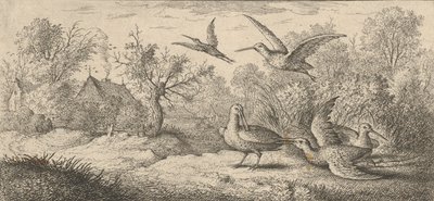 Rusticula, Beccasse De Houtsnip: Livre d