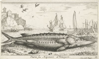 Steur op het strand door Albert Flamen