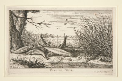 De Loach, uit het tweede deel van de serie Zoetwatervissen door Albert Flamen