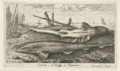 Twee hondshaaien op het strand (Vissen en andere zeedieren - zoutwater tweede reeks) door Albert Flamen