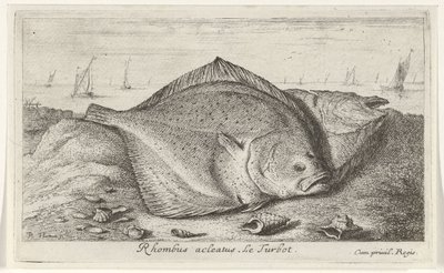 Twee tarbotten op het strand door Albert Flamen