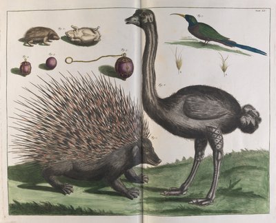 Maleise Egel, Erinaceus malaccensis, en Struisvogel, Struthio carmelis door Albertus Seba