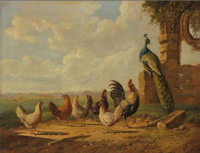 Dutch: Kippen en pauw in een landschap Chickens and Peacock in a Landscape door Albertus Verhoesen