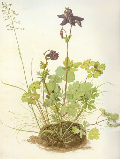 Albrecht D Columbine door Albrecht Dürer