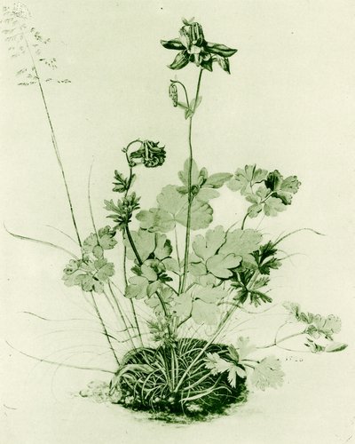 Akelei door Albrecht Dürer