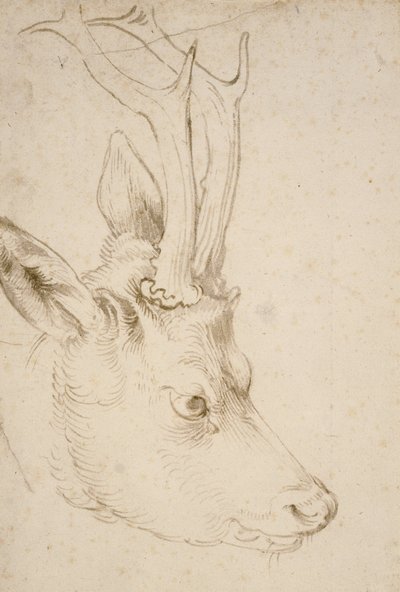 Hoofd van een ree door Albrecht Dürer