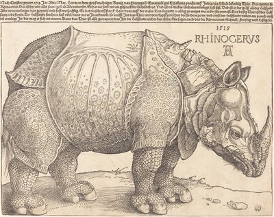 Latijn:  Rhinocerus De neushoorn door Albrecht Dürer