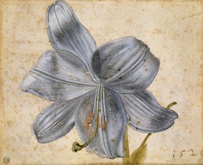 Studie van een lelie, 1526 door Albrecht Dürer