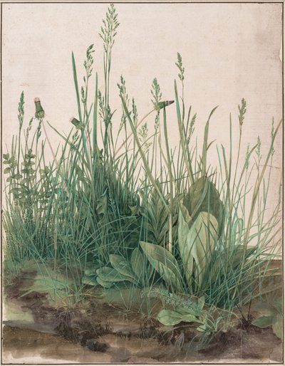 Het grote stuk gras door Albrecht Dürer
