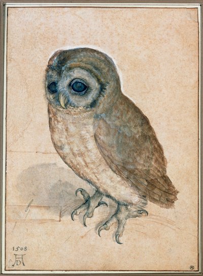 Kaeuzchen - De kleine uil door Albrecht Dürer or Duerer