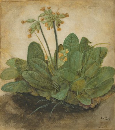 Bosje sleutelbloemen door Albrecht Dürer