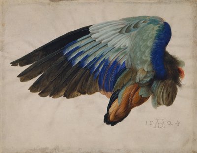 Vleugel van een Europese scharrelaar door Albrecht Dürer