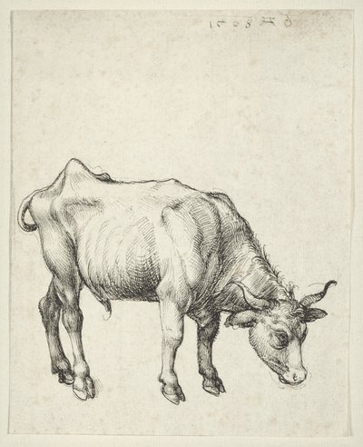 Jonge Stier door Albrecht Dürer