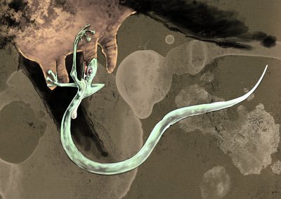 Fantastische monsters en wezens, cryptozoologie: representatie van een Tatzelworm (of worm met poten of arassas) door Alessandro Lonati