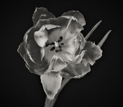 Bloemengeometrie, 2019 door Alex Caminker