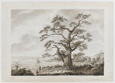 Boom op de Boomheuvel, Otaheite, uit 