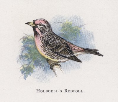 Holboells Barmsijs door Alexander Francis Lydon