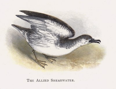 De Verbonden Pijlstormvogel door Alexander Francis Lydon