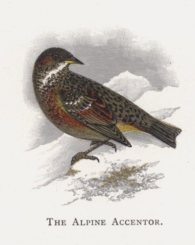 De Alpenheggenmus door Alexander Francis Lydon