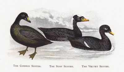 De Zwarte Zee-eend, De Brilzee-eend, De Grote Zee-eend door Alexander Francis Lydon