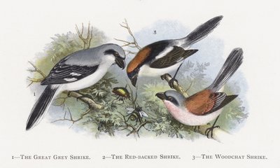 De Grote Klapekster, De Grauwe Klauwier, De Roodkopklauwier door Alexander Francis Lydon