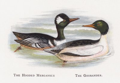 De Kokardezaagbek, De Grote Zaagbek door Alexander Francis Lydon