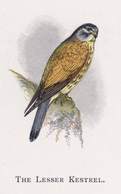 De Kleine Torenvalk door Alexander Francis Lydon