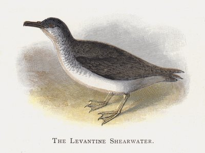 De Levantijnse Pijlstormvogel door Alexander Francis Lydon