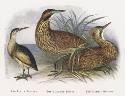 De Woudaap, De Amerikaanse Woudaap, De Roerdomp door Alexander Francis Lydon