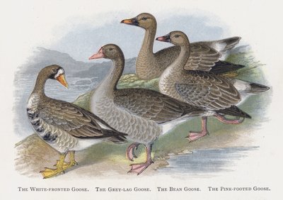 De Rietgans, De Grauwe Gans, De Taigarietgans, De Kleine Rietgans door Alexander Francis Lydon