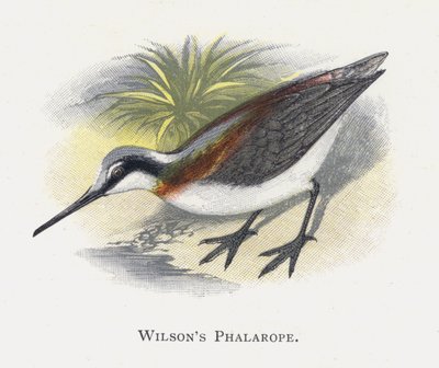 Wilsons Falarope door Alexander Francis Lydon
