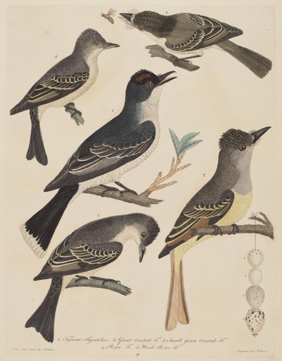 Vijf vogels met hun eieren en een insect, gepubliceerd 1808-1814 door Alexander Lawson