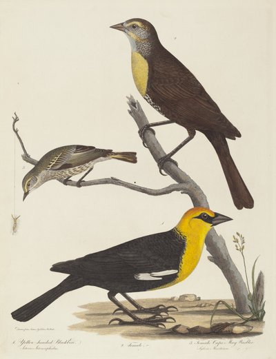 Geelkopmerel, vrouwelijke merel en vrouwelijke Cape May-zanger door Alexander Lawson after Titian Ramsay Peale