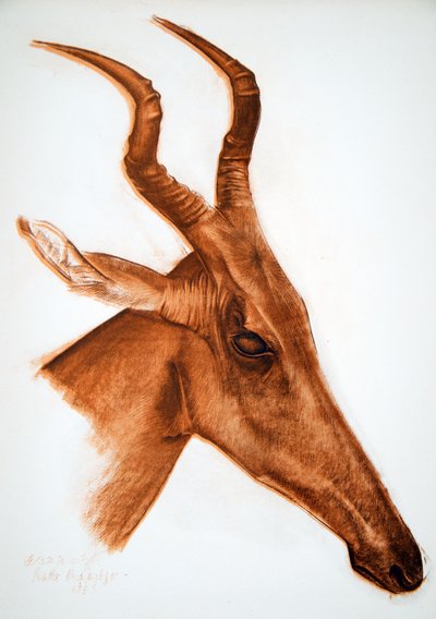Jackson Antilope (Am Dafok), uit Tekeningen en Schilderijen van Afrika, uitgevoerd tijdens de Citroen Centraal Afrika expeditie, tweede missie Haardt Audouin-Dubreuil, uitgegeven Parijs, 1927 door Alexander Yakovlev