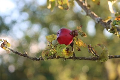 De appelboom door Alexandra Joseph