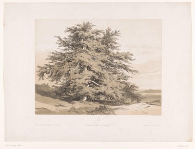 Landschap met ceders door Alexandre Calame
