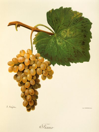 Catarratto druif door Alexis Kreyder