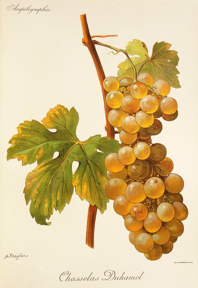 Chasselas Duhamel-druif door Alexis Kreyder