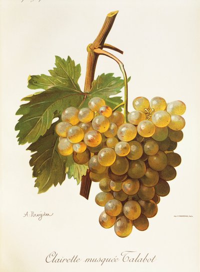 Clairette Musquee-druif door Alexis Kreyder