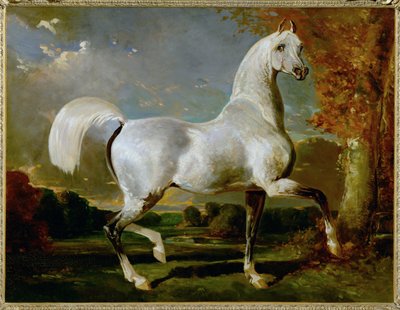 Etalon Arabe - Arabische volbloed ... door Alfred Dedreux or de Dreux
