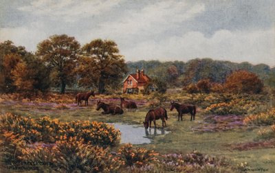 New Forest Pony