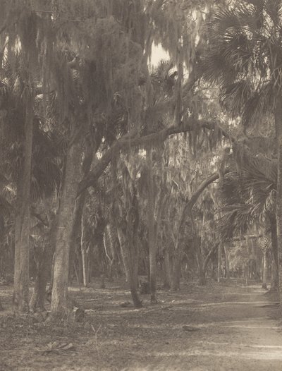 In Rockledge, Florida door Alfred Stieglitz