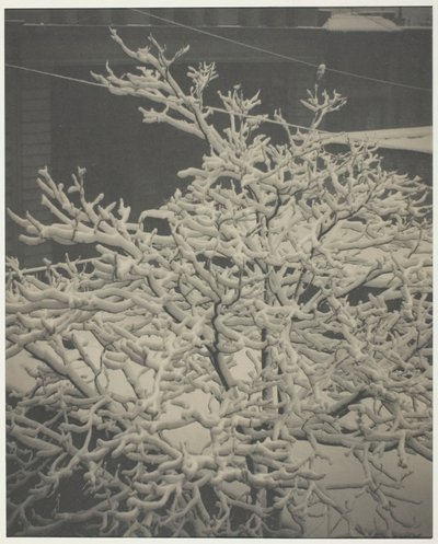 Vanuit het Achterraam, Besneeuwde Boom, Achtertuin door Alfred Stieglitz