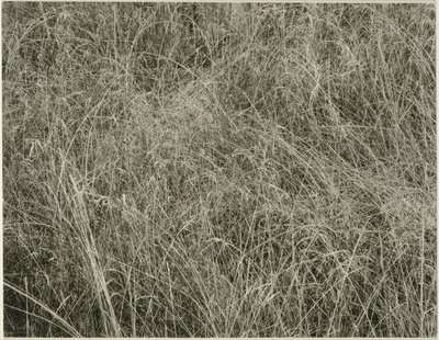 Gras door Alfred Stieglitz