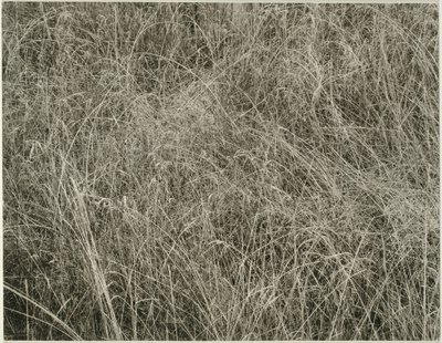 Gras door Alfred Stieglitz