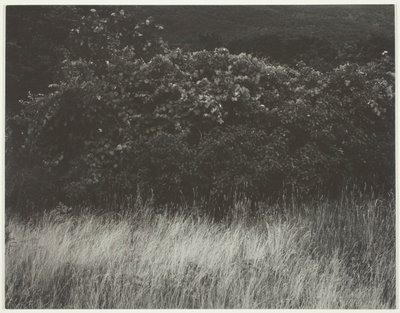 Heg en grassen - Lake George door Alfred Stieglitz